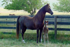 Far Field Farm