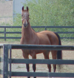 Far Field Farm