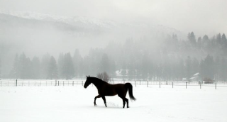 Far Field Farm