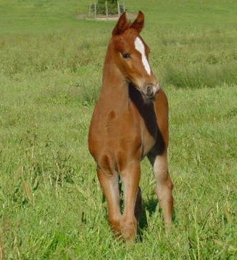 Far Field Farm